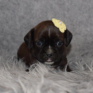 Caviston Puppy For Sale – Mocha, Female – Deposit Only