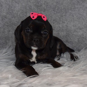 Caviston Puppy For Sale – Nena, Female – Deposit Only