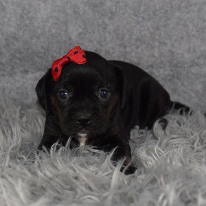 Caviston Puppy For Sale – Sonora, Female – Deposit Only