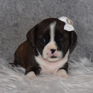 Caviston Puppy For Sale – Wilma, Female – Deposit Only
