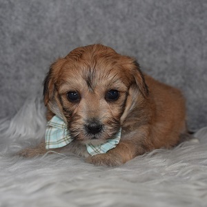 Yorkichon Puppy For Sale – Kaden, Male – Deposit Only