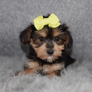 Yorkichonpoo Puppy For Sale – Moon, Female – Deposit Only
