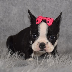 Frenchton Puppy For Sale – Nola, Female – Deposit Only