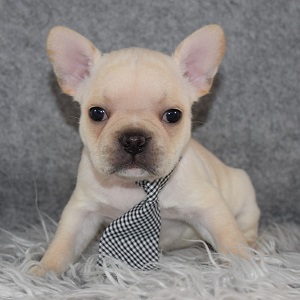 Frenchton Puppy For Sale – Spaghetti, Male – Deposit Only