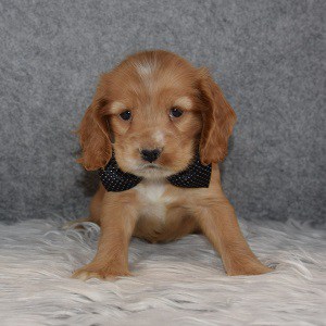 Cocker Puppy For Sale – Woody, Male – Deposit Only