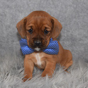 CavaJack Puppy For Sale – Bond, Male – Deposit Only