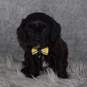CavaTeddy Puppy For Sale – Magoo, Male – Deposit Only