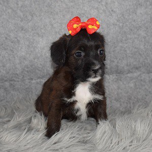 CavaJack Puppy For Sale – Marigold, Female – Deposit Only
