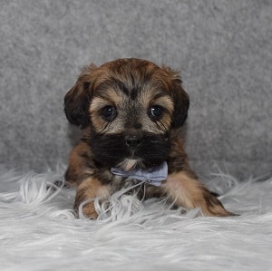 CavaTeddy Puppy For Sale – Pretzel, Male – Deposit Only
