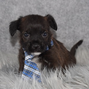CavaJack Puppy For Sale – Sergei, Male – Deposit Only