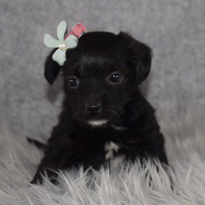 CavaJack Puppy For Sale – Svetlana, Female – Deposit Only