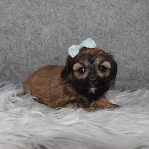CavaTeddy Puppy For Sale – Triscuit, Female – Deposit Only