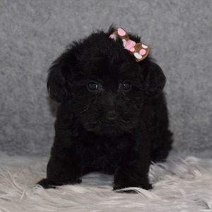 Yorkiepoo Puppy For Sale – Amari, Female – Deposit Only