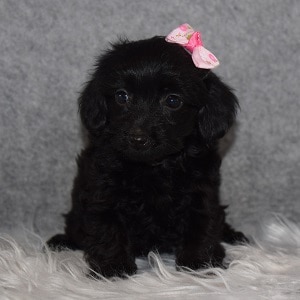 Yorkiepoo Puppy For Sale – Amina, Female – Deposit Only