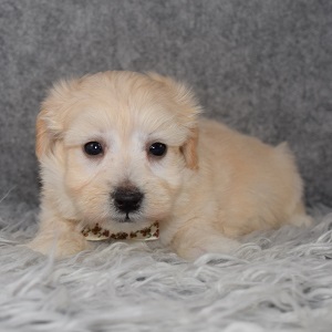 Maltichonpoo Puppy For Sale – Duckling, Male – Deposit Only