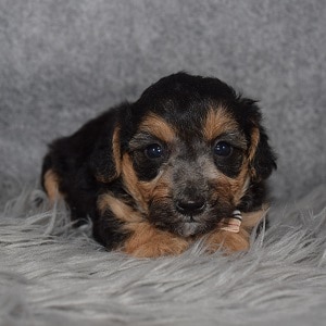 Yorkiepoo Puppy For Sale – Griffin, Male – Deposit Only
