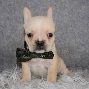Frenchton Puppy For Sale – Lasagna, Male – Deposit Only