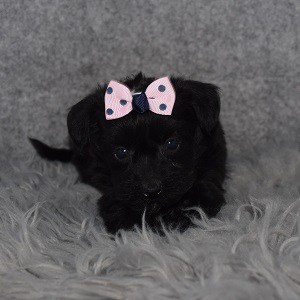 Yorkiepoo Puppy For Sale – Noir, Female – Deposit Only