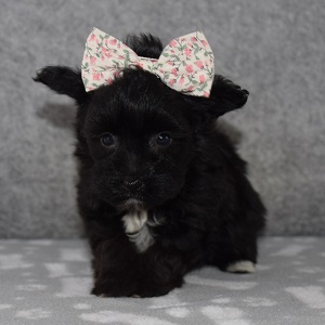Yorkiepoo Puppy For Sale – Orla, Female – Deposit Only