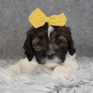 Shihpoo Puppy For Sale – Shiloh, Female – Deposit Only