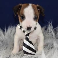 Taco Jack Chi puppy for sale in PA