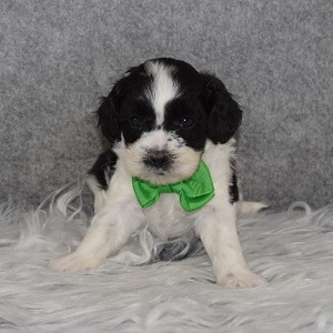 Shihpoo Puppy For Sale – Van, Male – Deposit Only