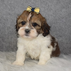 Shihpoo Puppy For Sale – Arrow, Female – Deposit Only