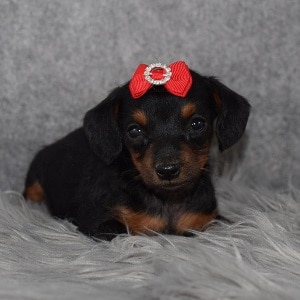 Jackapoo Puppy For Sale – Custard, Female – Deposit Only