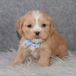 CavaTzupoo Puppy For Sale – Decker, Male – Deposit Only