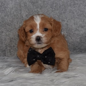 CavaTzupoo Puppy For Sale – Hank, Male – Deposit Only