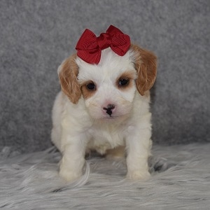CavaTzupoo Puppy For Sale – Hannah, Female – Deposit Only