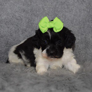 Shihpoo Puppy For Sale – Kailey, Female – Deposit Only