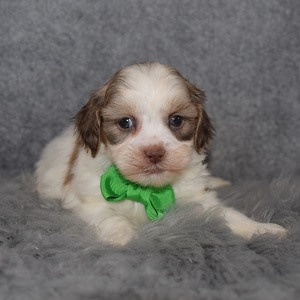 Shihpoo Puppy For Sale – Kato, Male – Deposit Only