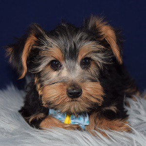 27 Best Images Morkie Puppies For Sale In Ohio : Morkie Puppies For Sale | Lima, OH #311955 | Petzlover