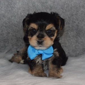 Morkie Puppy For Sale – Rome, Male – Deposit Only