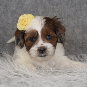 Shihpoo Puppy For Sale – Shelby, Female – Deposit Only
