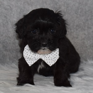 Shihpoo Puppy For Sale – Sparrow, Male – Deposit Only