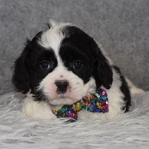 CavaTzupoo Puppy For Sale – Travis, Male – Deposit Only