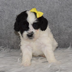 Shihpoo Puppy For Sale – Val, Female – Deposit Only