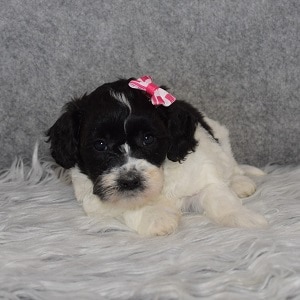 Shihpoo Puppy For Sale – Vic, Female – Deposit Only
