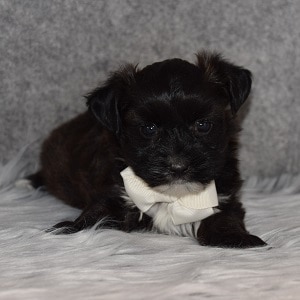 Morkie Puppy For Sale – Zane, Male – Deposit Only