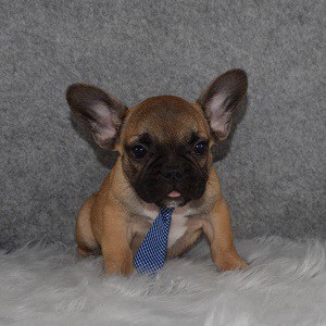 French Bulldog Puppy For Sale – Chopper, Male – Deposit Only