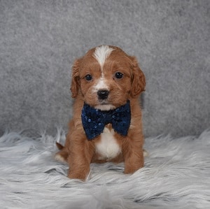 CavaTzupoo Puppy For Sale – Dill, Male – Deposit Only