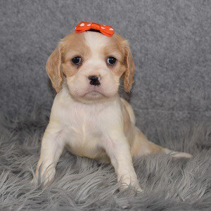 Cockalier Puppy For Sale – Lace, Female – Deposit Only