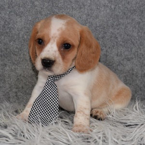Beaglier Puppy For Sale – Nevada, Male – Deposit Only