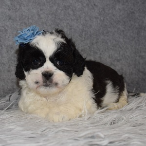 CavaTzupoo Puppy For Sale – Taryn, Female – Deposit Only