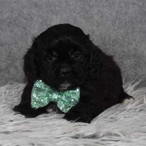 CavaTzupoo Puppy For Sale – Trenton, Male – Deposit Only
