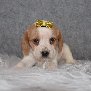Beaglier Puppy For Sale – Venus, Female – Deposit Only