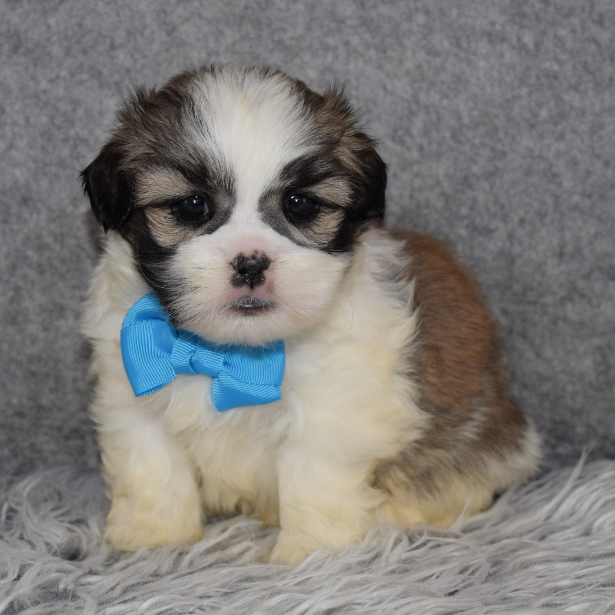Mal Shi Puppy For Sale – Cotton, Male – Deposit Only