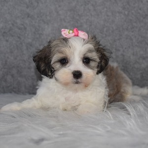 Mal Shi Puppy For Sale – Gwen, Female – Deposit Only